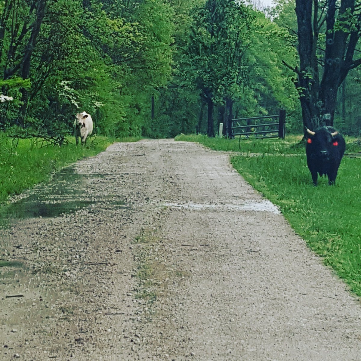 parrothead9903's tweet image. #casemanagerproblems