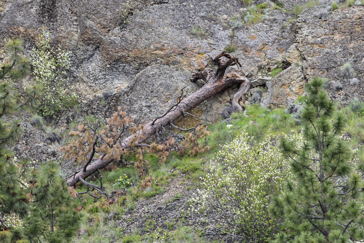 NeateImages's tweet image. I found myself fascinated by this fallen tree on Mount Boucherie every day I walked by,… instagram.com/p/BTsTFxTg2u4/ @AP_Magazine @NikonCanada