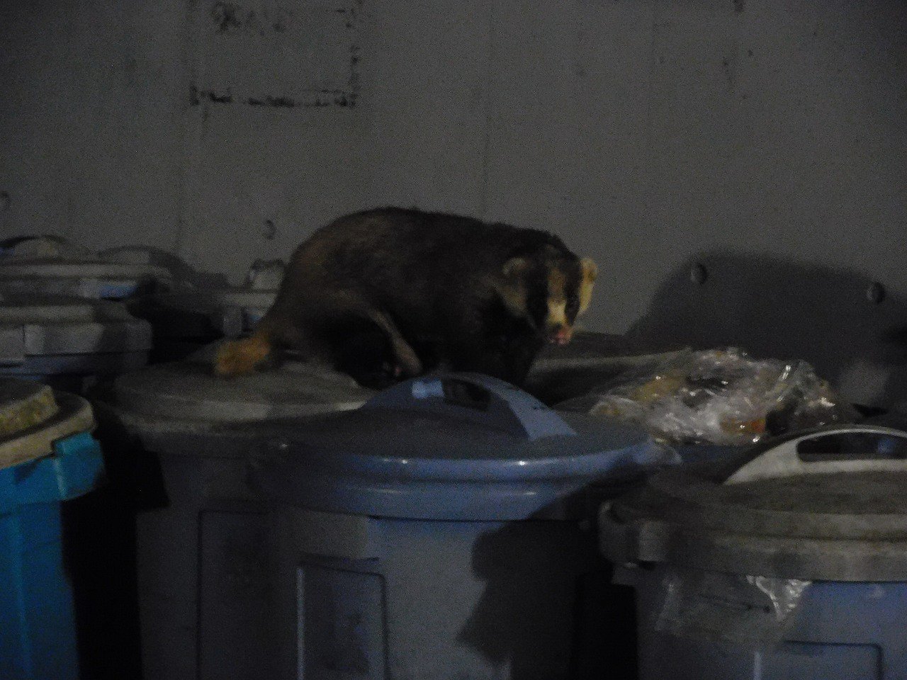鹿児島市平川動物公園 夜な夜な聞こえる バタン ゴトン という音 ゴミ箱 の蓋を開けているのは 平川ではお馴染みの野生のアナグマです ゴミ箱の蓋はきっちり閉め 野生動物にはエサをあげないようにしましょうね 少し前のブログですがこちらも