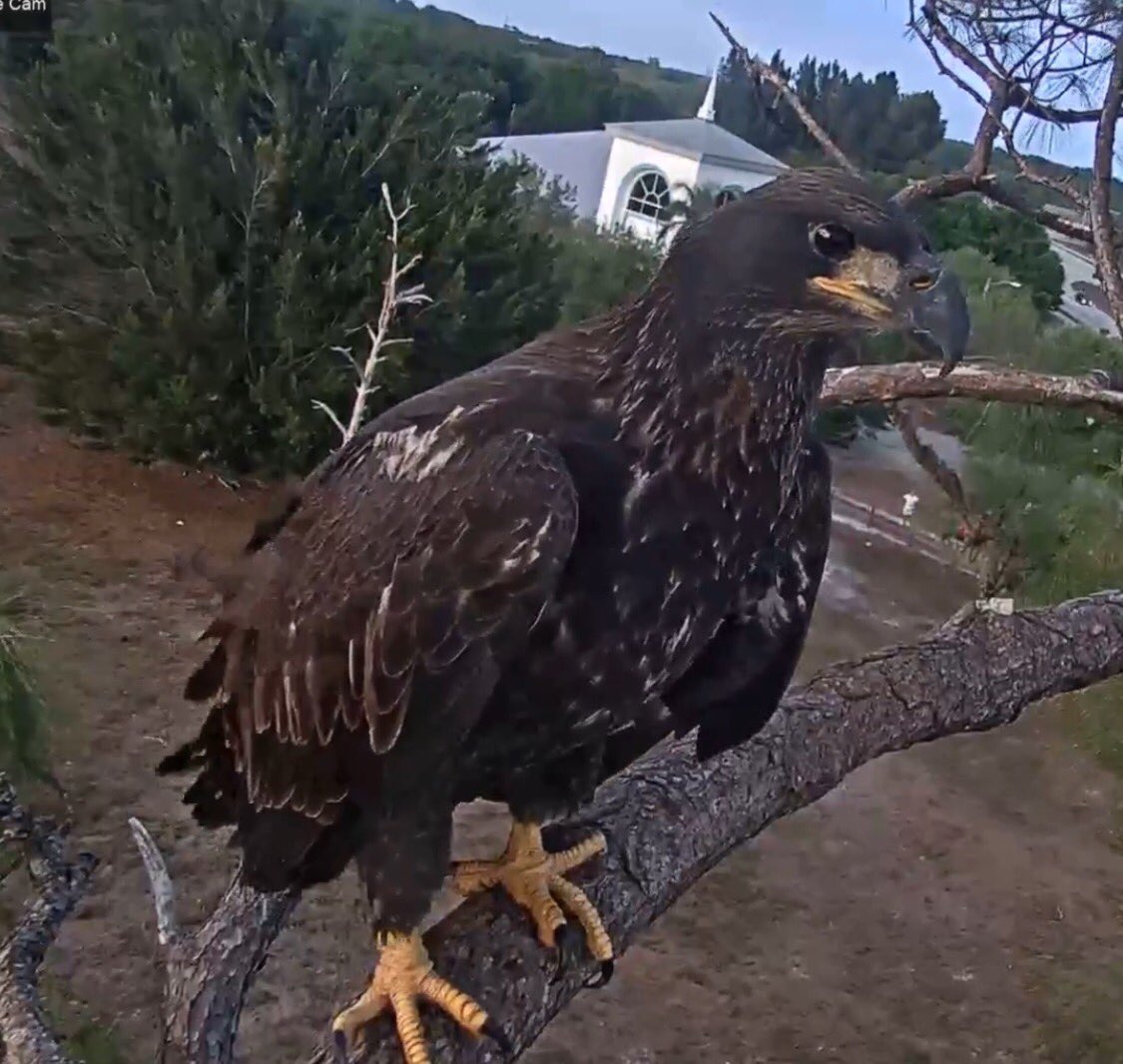 tinychiwa's tweet photo. I just can't believe how much this has affected meπ’ I am we all love you E9, please be safe @SWFLEagleCam #E9 #eagle #eaglecam #SWFEC #m15 https://t.co/HnHY0J38pS