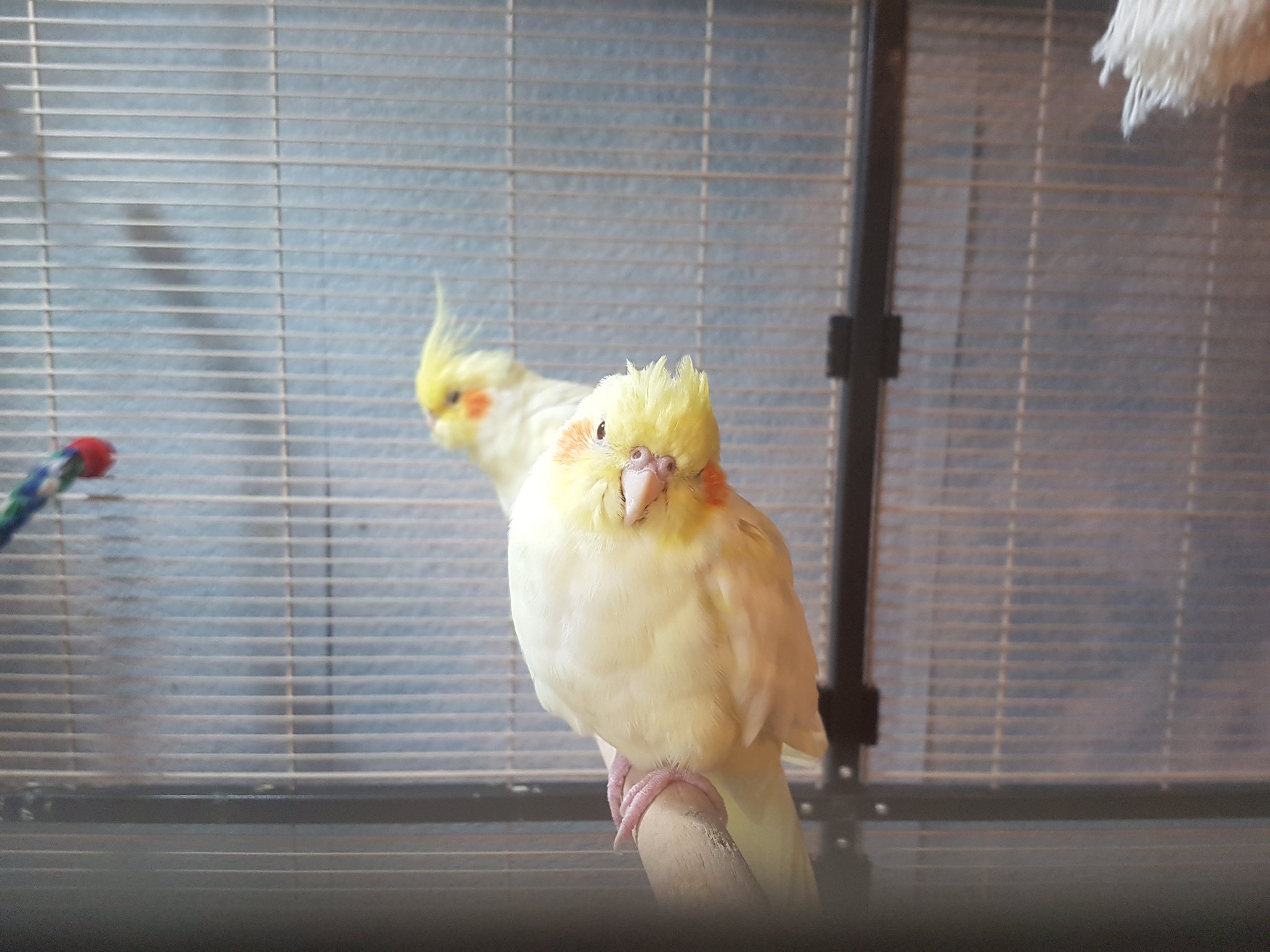 Addictedtocheeks Poor Max Is Struggling With His First Molt He Ll Be 5 Months Old Tomorrow And Just Lost His Crest Feathers Cockatiel オカメインコ T Co Kaqfck2yml Twitter