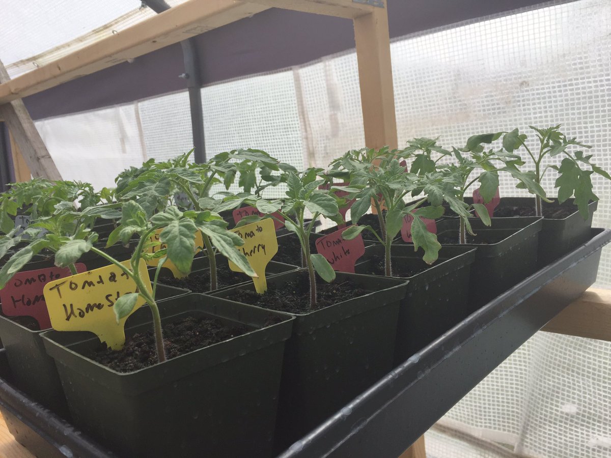 tpbrenna's tweet photo. Heirloom tomatoes in the  greenhouse anxiously to get in the ground. https://t.co/dwjrDuI840
