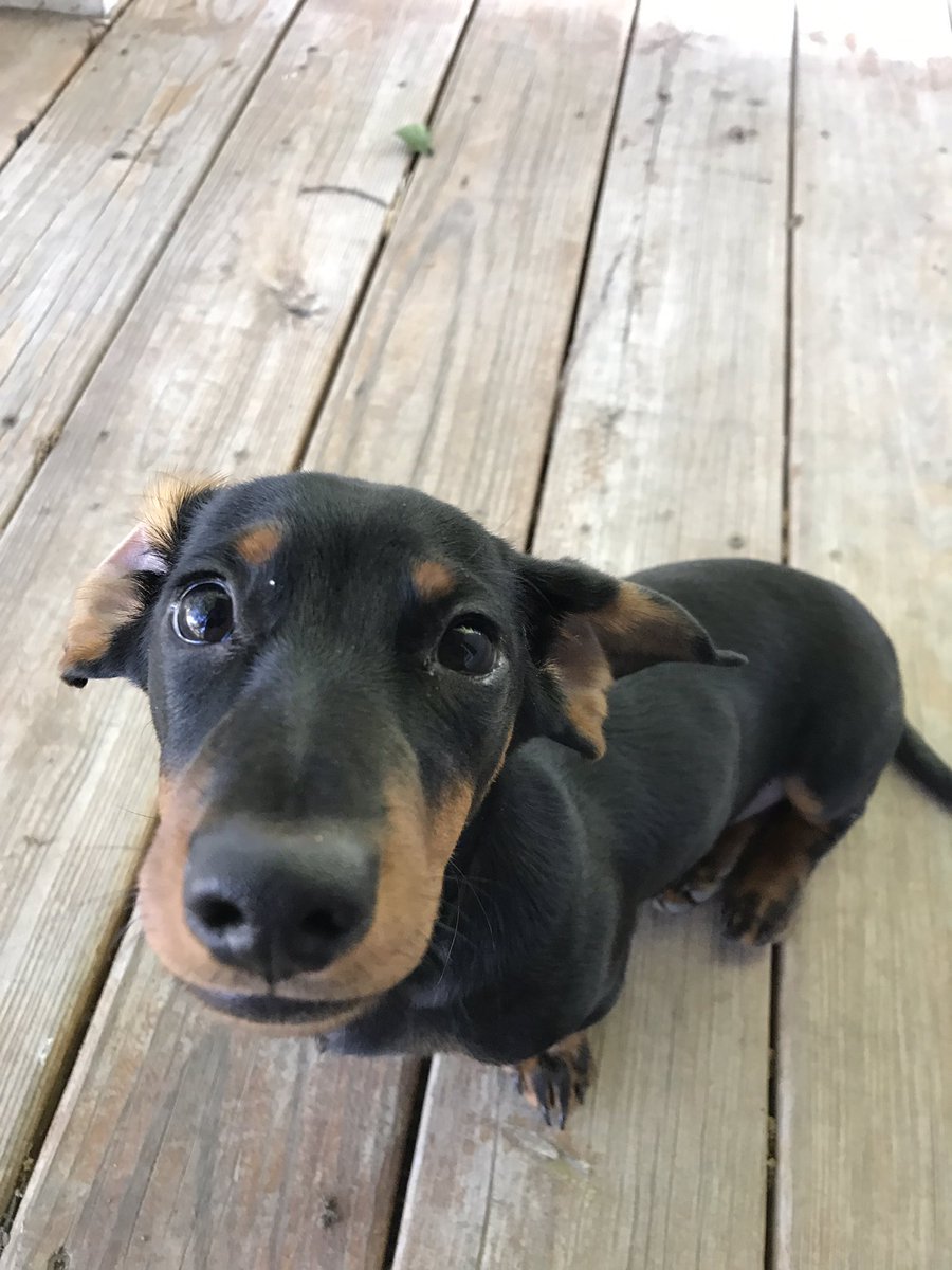 laurenduunn's tweet photo. Look at my little model https://t.co/OvT2G7EL51
