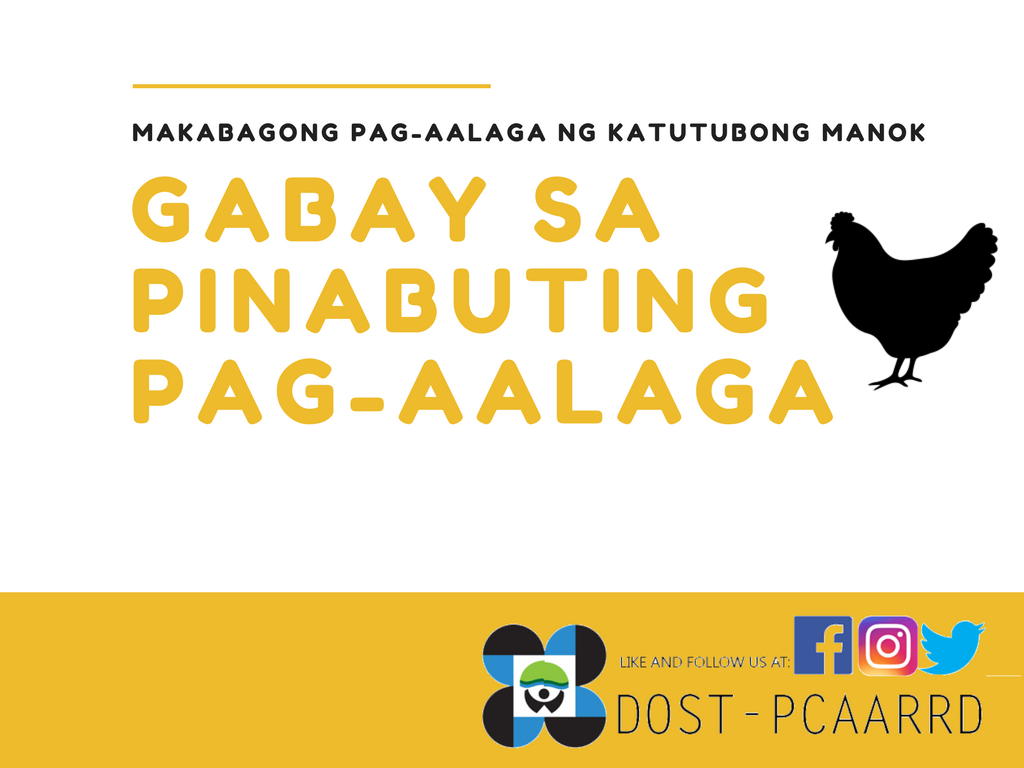 dostpcaarrd's tweet photo. Mag e-mail sa amin sa pcaarrd.publications@gmail.com upang makakuha ng kopya ng Farm Primer para sa katutubong manok. #i_Agri #AquaDin https://t.co/tQ9IRTJCiz