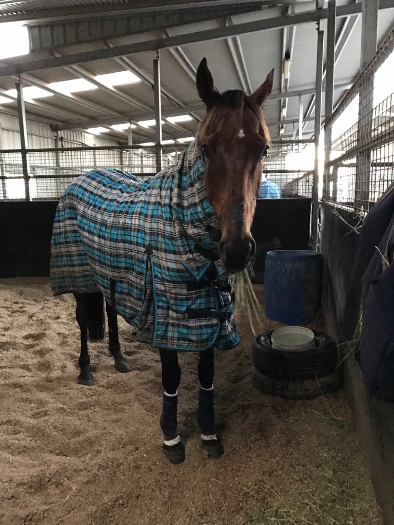 Lord Of The Song in great order this morning after dislodging Bmac in yesterday's Grand Annual #luckyboy!