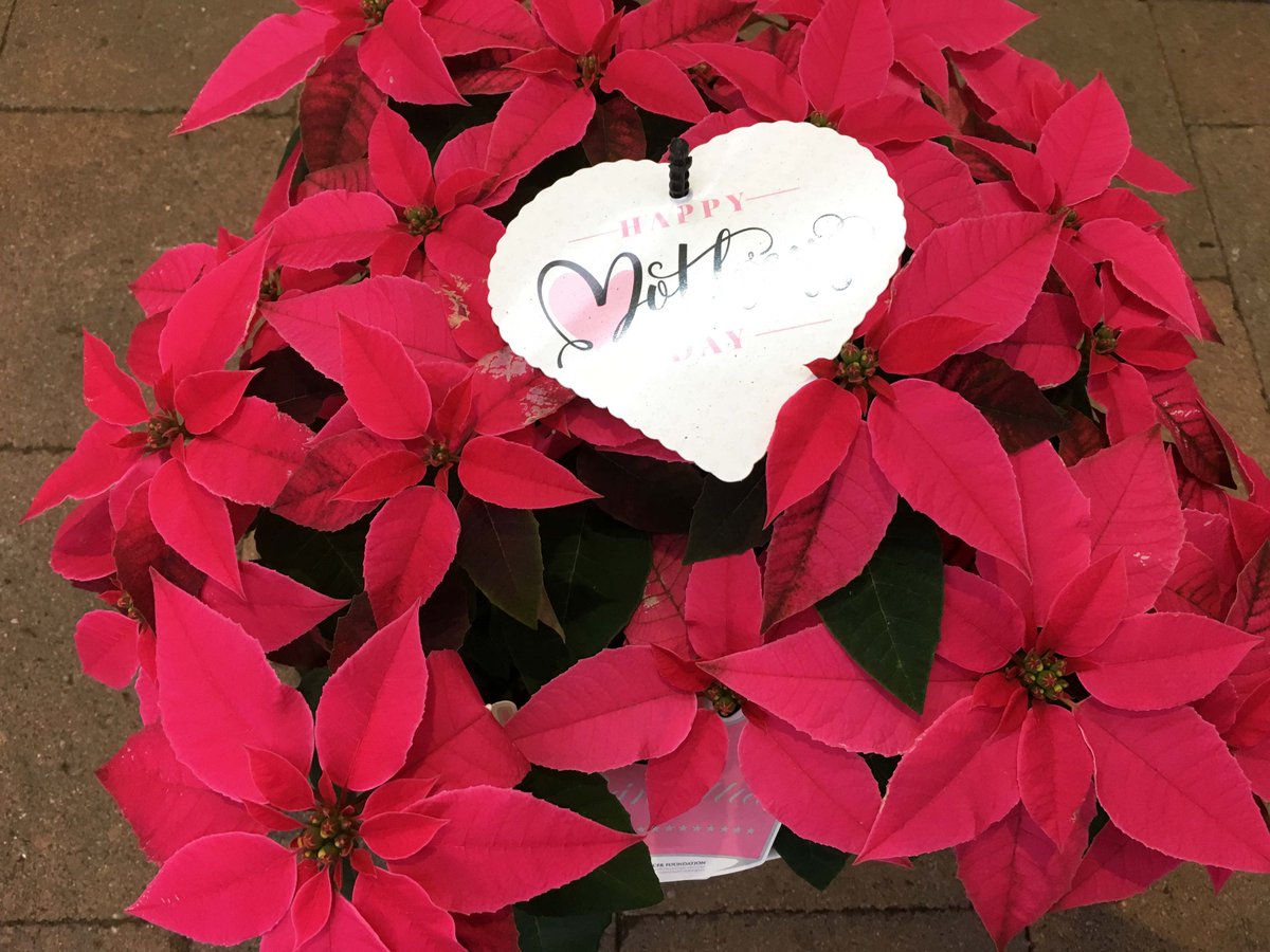 Hargraves Nursery (HargravesGarden) Twitter