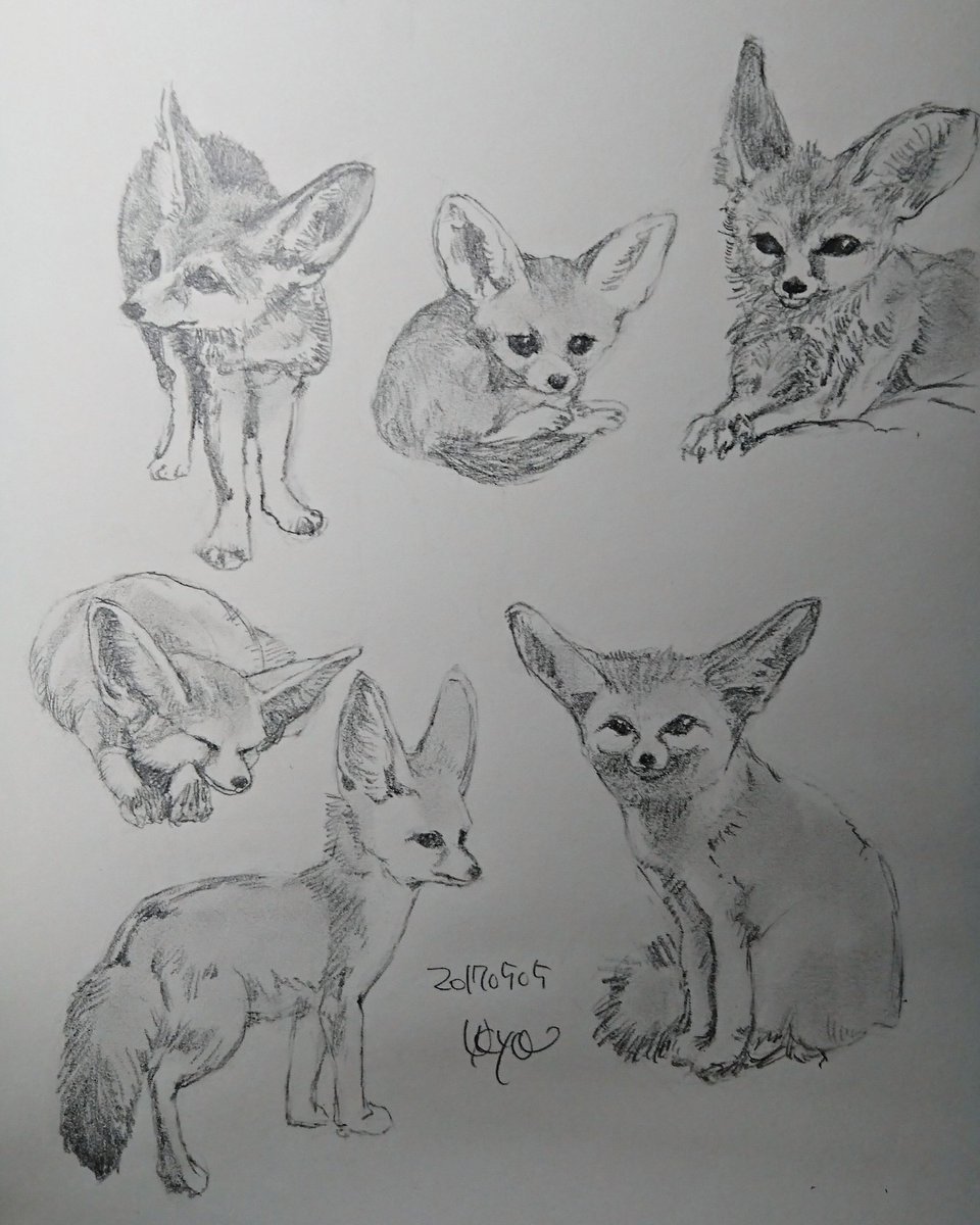 狐の鉛筆画 Fox 狐（Kitsune）Vulpes Vulpes Japanica : ネット絵師・独言の