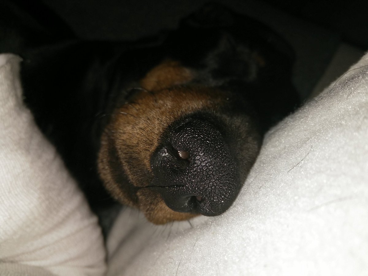 Tooooo #cosy but it's #friday so I gots da #FridayFeeling  #ff <a href="/WoofCakes1/">WoofCakes Dog bakery</a> @bunnyrabbitdach <a href="/SausageArmyHQ/">Sausage Army HQ</a> whooooooop 🎉🎉🎉🎉🎉🎉