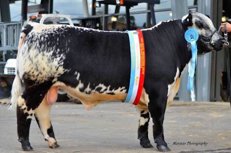 livebidding's tweet photo. Female Sexed Semen Export straws Online semen auction close May 11th register to bid at https://t.co/dwWMAcO3Zb #speckleparkcattle #beef https://t.co/Mizr2Qilwk
