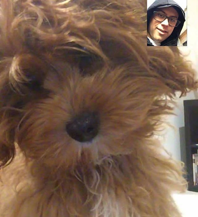 MyOodle's tweet photo. This cutie testifies that distance is not a barrier. RT 📷: @mia_thecavoodle #facetime #relationshipgoals #cavoodle #PrincessMia https://t.co/n6rK3Akdfs
