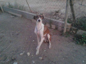 millypod1's tweet photo. π#Lost #ScanMe Lurcher Female WEARING YELLOW MUZZLE
Cloddymoss /Culbin Forest nr #Forres #Morayshire #Scotland #IV36
https://t.co/4oldTgyWOS https://t.co/SAyMzltmHc