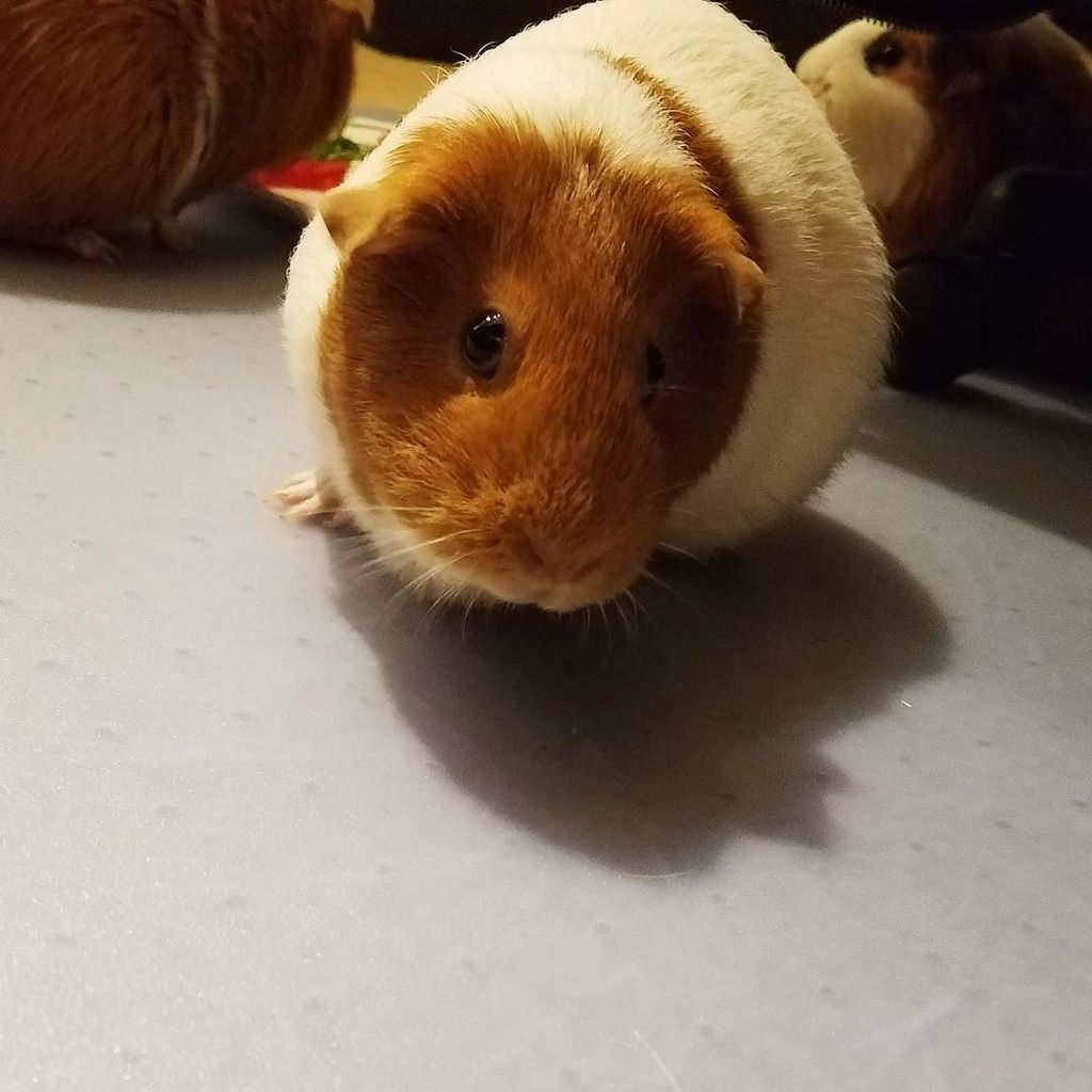 GuineaDad's tweet photo. I think I look good in this lighting. What do you guys think?
.
.
.
#posing #understreetlight #iambeautiful #dumplโฆ https://t.co/fgqVfMpWoW https://t.co/NXSZ2KNEbs