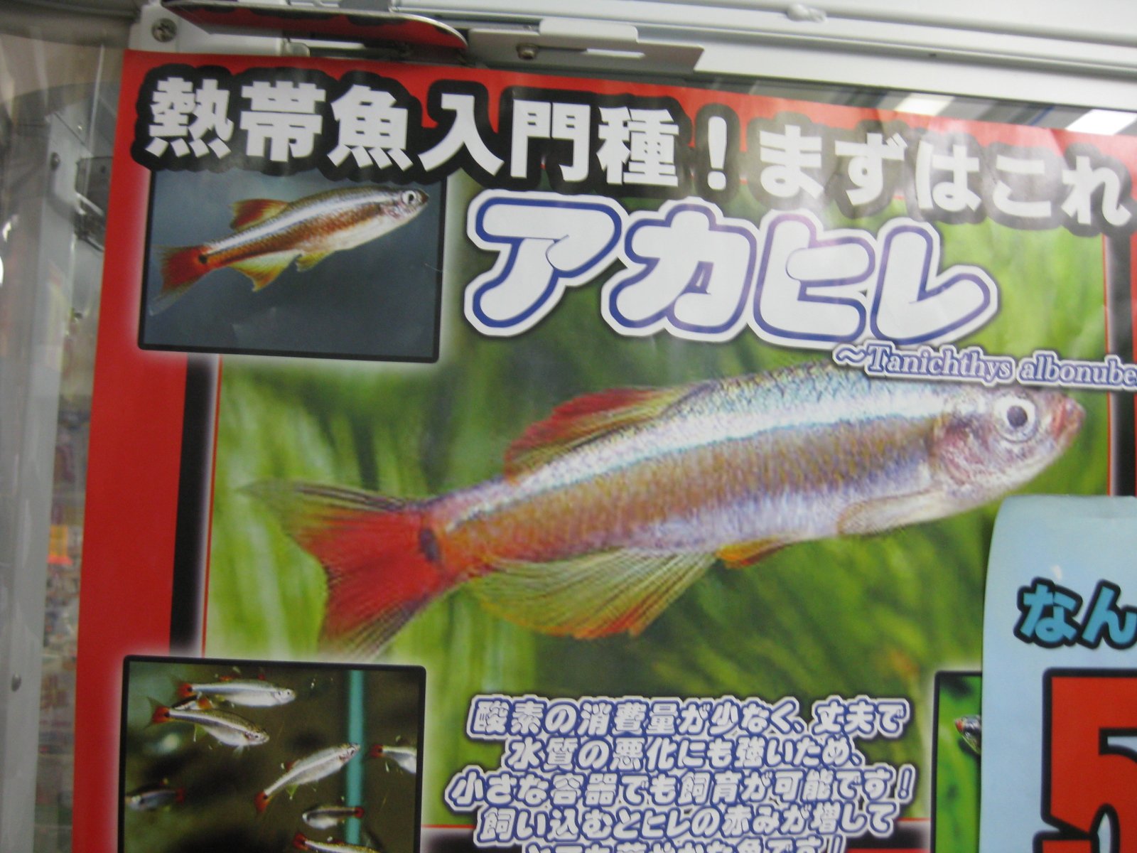 ゲーム リスボア Al Twitter 大人気 熱帯魚キャッチャーアカヒレとベタの2種類が仲間入り アカヒレの方は小さいですが 5匹も入ってお得です 1 2回でｇｅｔできる可能性もあるので ぜひ一度チャレンジしてみてはいかが 大和市 プライズ ゲーセン 熱帯魚