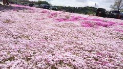 Gｗに見たい関東のおすすめ花畑12選 一生心に残る花見の名所はここ 暮らし の