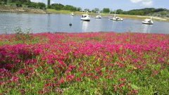 Gｗに見たい関東のおすすめ花畑12選 一生心に残る花見の名所はここ 暮らし の