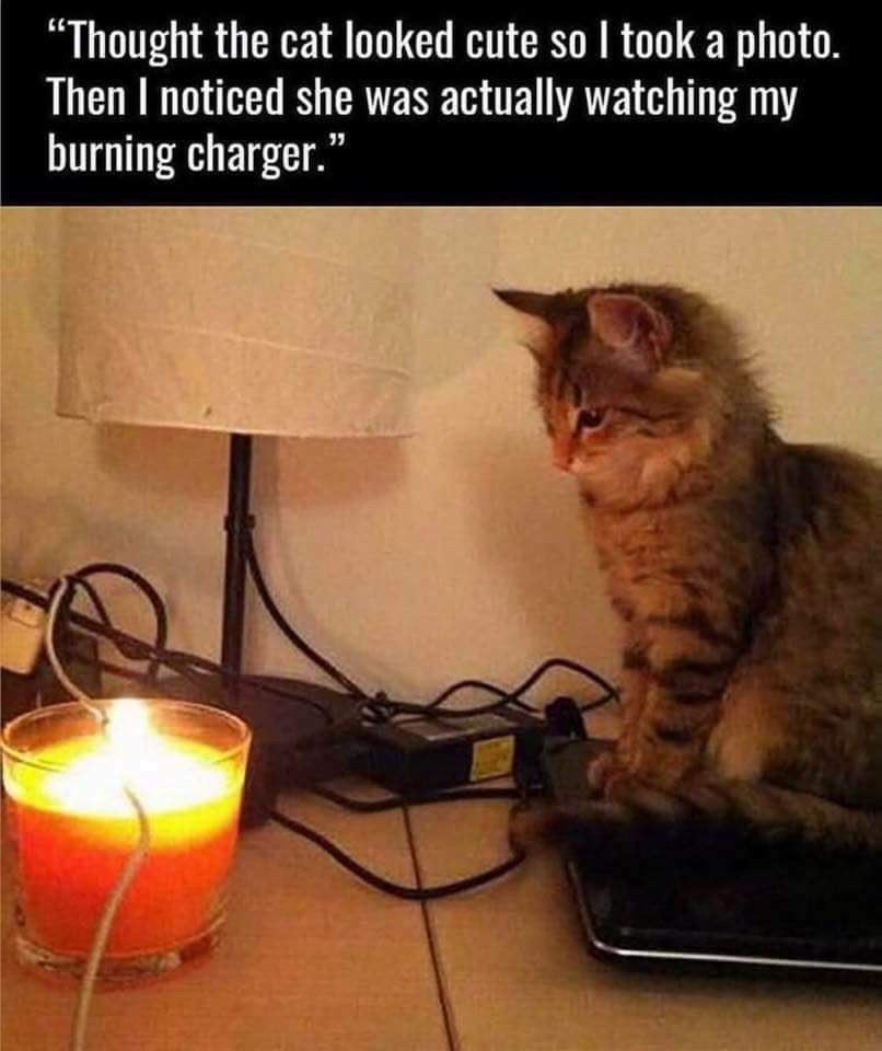 Cutest cat on the block