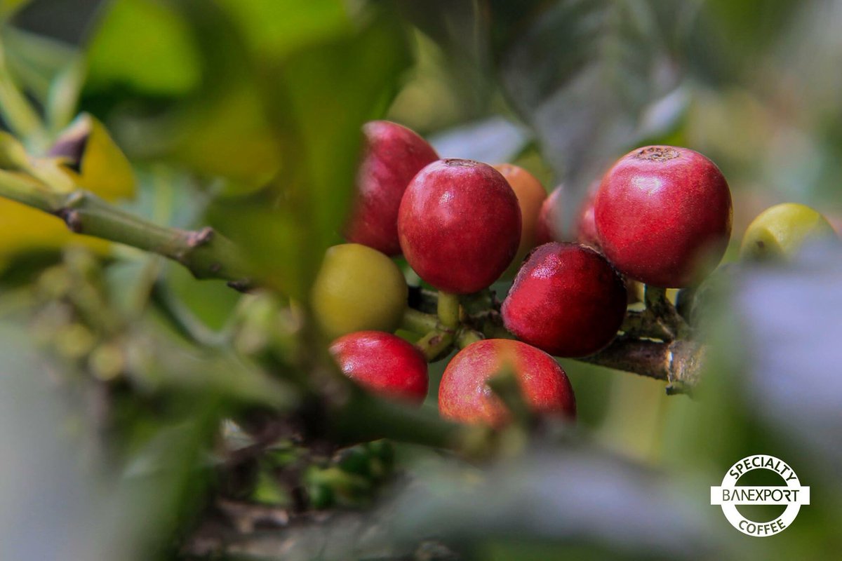 Banexport's tweet photo. Cauca harvest approaching! #coffeedevelopment #banexport https://t.co/HY7OGzSpEj