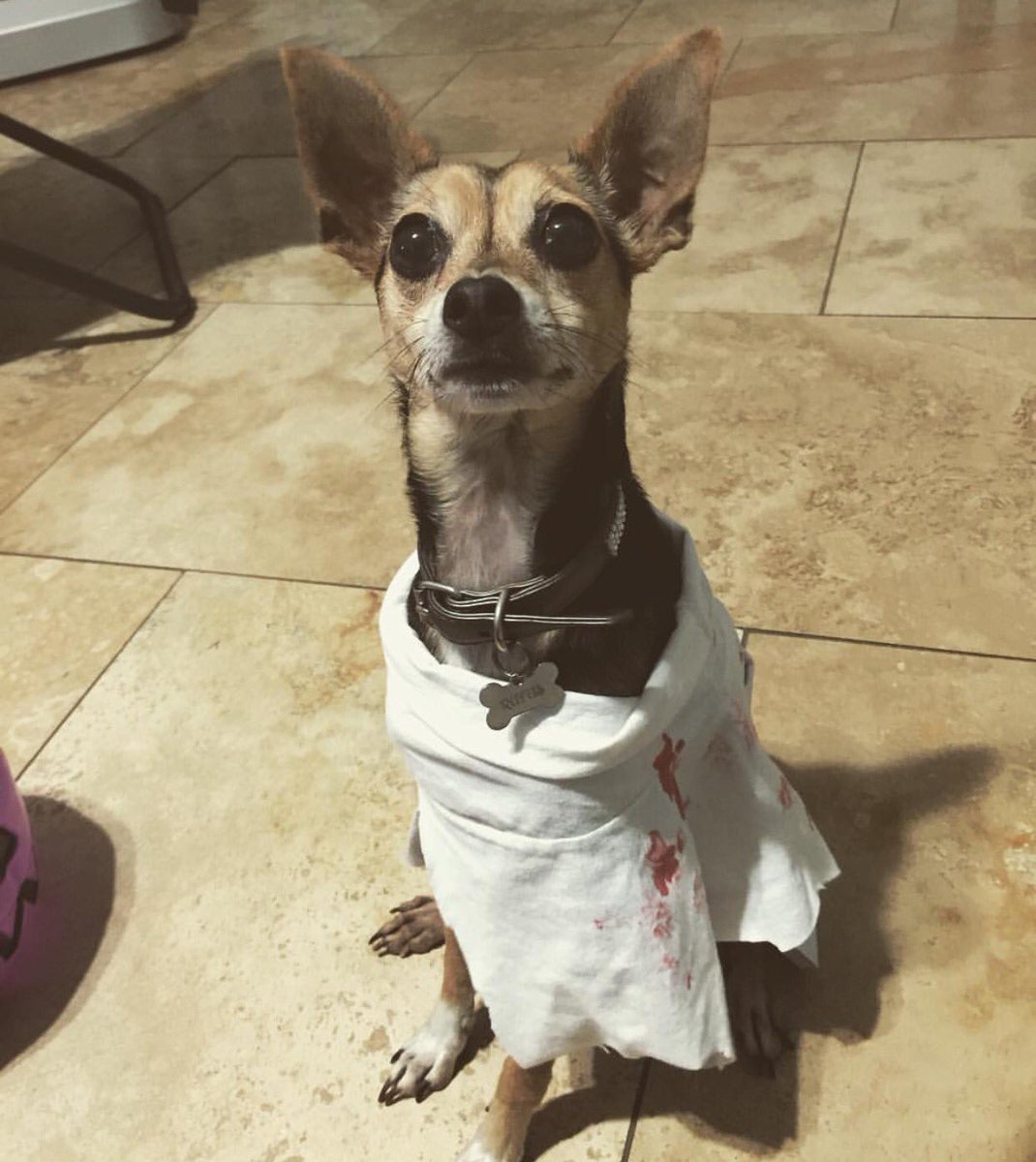 freaakaay's tweet photo. Pls spread the words and bring my baby home to me 🙁 https://t.co/QvaTnJM4xM