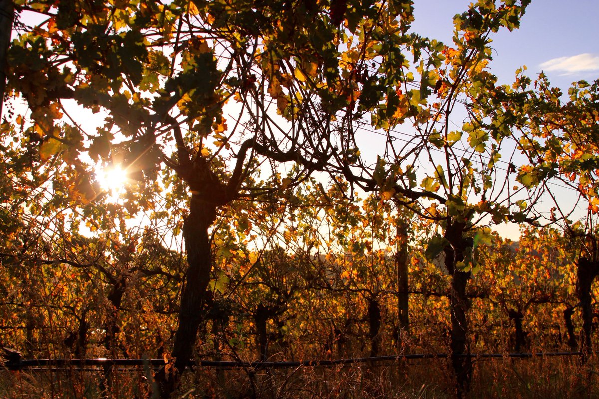 Autumn is a fantastic time to visit the Yarra Valley. Don't forget to drop by the cellar door for the perfect gift for Mother's Day!