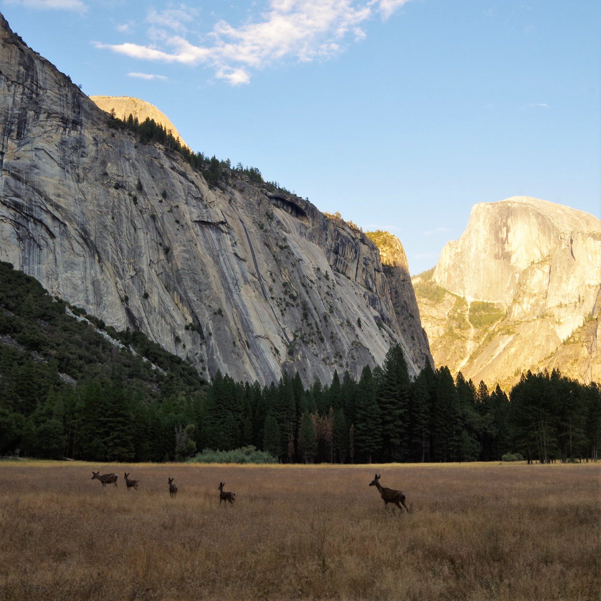 RMTravelled's tweet photo. Yosemite, Half Dome at sunset, and deer ~ #roadmoretravelled https://t.co/vxI2lHUWyh