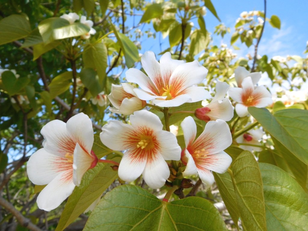 名古屋市東山動植物園 植物園お花畑のキリが咲き始めました 写真は キリ と シナアブラギリ です 花の下に重そうにいっぱい付いているのは 去年の実のあと 青空に映える花がきれいですねー T Co Dhvlo2lj87 Twitter