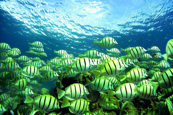 sacm_aus's tweet photo. @KAUST_News researchers conducted the first baseline surveys of reefs in the southern Red Sea https://t.co/71WYDjwZDC https://t.co/8ByNWQJag1