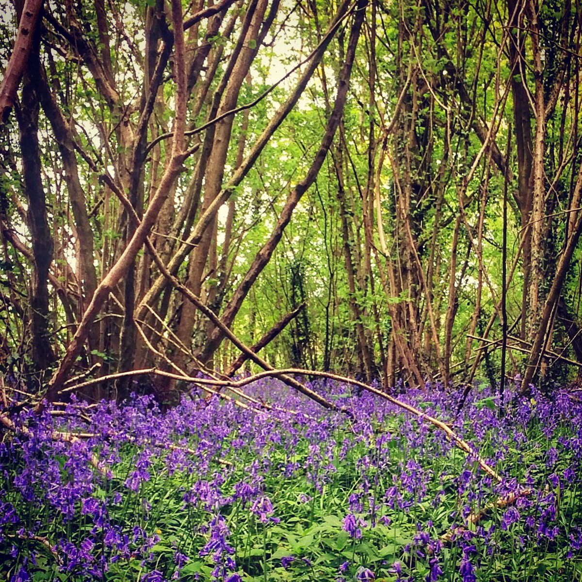 Bluebell woodland #Cowal #Argyll #Scotland