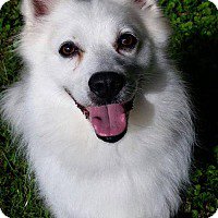 BedroomBondage's tweet photo. Eskies available for adoption https://t.co/n6KSx89iWY
#AmericanEskimoDog #AmericanEskimo #Eskies #RescueDog #DogsForAdoption #AvailableDogs https://t.co/VHKJrrY3Xi