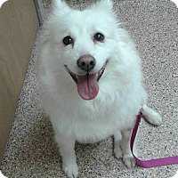 BedroomBondage's tweet photo. Eskies available for adoption https://t.co/n6KSx89iWY
#AmericanEskimoDog #AmericanEskimo #Eskies #RescueDog #DogsForAdoption #AvailableDogs https://t.co/VHKJrrY3Xi