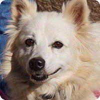 BedroomBondage's tweet photo. Eskies available for adoption https://t.co/n6KSx89iWY
#AmericanEskimoDog #AmericanEskimo #Eskies #RescueDog #DogsForAdoption #AvailableDogs https://t.co/VHKJrrY3Xi