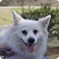 BedroomBondage's tweet photo. Eskies available for adoption https://t.co/n6KSx89iWY
#AmericanEskimoDog #AmericanEskimo #Eskies #RescueDog #DogsForAdoption #AvailableDogs https://t.co/VHKJrrY3Xi