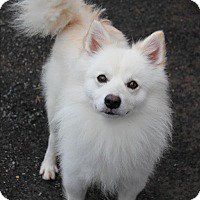 BedroomBondage's tweet photo. Eskies available for adoption https://t.co/n6KSx7RHyo
#AmericanEskimoDog #AmericanEskimo #Eskies #RescueDog #DogsForAdoption #AvailableDogs https://t.co/BPfNfXmeid