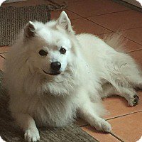 BedroomBondage's tweet photo. Eskies available for adoption https://t.co/n6KSx7RHyo
#AmericanEskimoDog #AmericanEskimo #Eskies #RescueDog #DogsForAdoption #AvailableDogs https://t.co/BPfNfXmeid