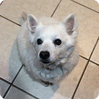 BedroomBondage's tweet photo. Eskies available for adoption https://t.co/n6KSx7RHyo
#AmericanEskimoDog #AmericanEskimo #Eskies #RescueDog #DogsForAdoption #AvailableDogs https://t.co/BPfNfXmeid