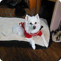 BedroomBondage's tweet photo. Eskies available for adoption https://t.co/n6KSx7RHyo
#AmericanEskimoDog #AmericanEskimo #Eskies #RescueDog #DogsForAdoption #AvailableDogs https://t.co/BPfNfXmeid
