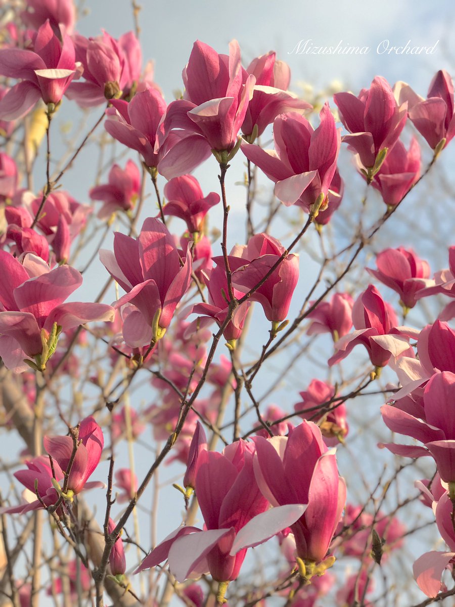 Mizushimaorchard Ar Twitter 桃色のモクレン 農園のモクレン の木は 白が咲いた後に桃色が咲きます 一本の木で 2色も楽しませてくれる素敵な木 香水のような香りです モクレン 木蓮 マグノリア 木 花 庭 ガーデニング 春 イマソラ 空 Sora 水島農園