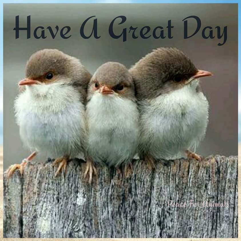 Peace For Animals (@janelaw16) on Twitter photo 