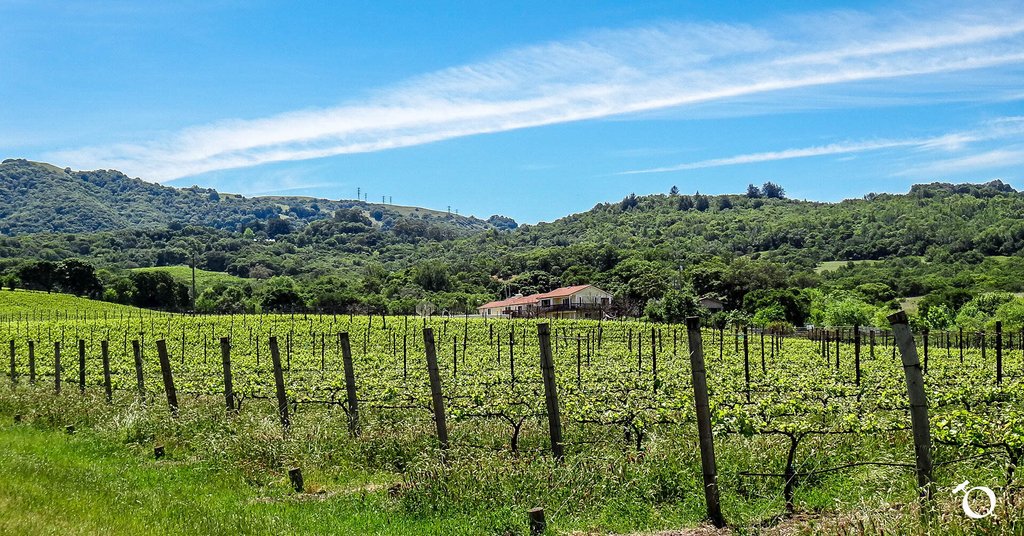 QorkzWine's tweet photo. #SonomaValley was designated as a #viticulturalarea in 1987 and is over 60K acres https://t.co/cJCImCkuEo https://t.co/VXJts6zF1i