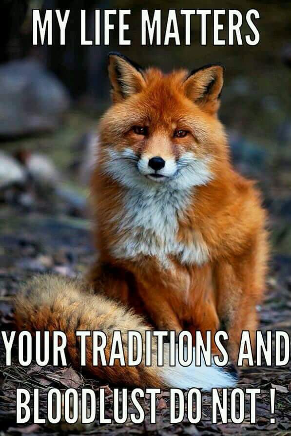 Peace For Animals (@janelaw16) on Twitter photo 