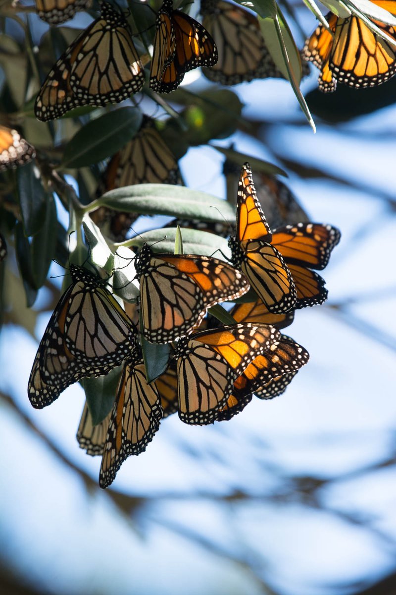KatherineDewar's tweet photo. 170 #monarchbutterflies here today! Spectacular & particularly special as a Barbara Kingsolver #flightbehaviour fan & fellow #cliffi author! https://t.co/ArDbNmqRvm