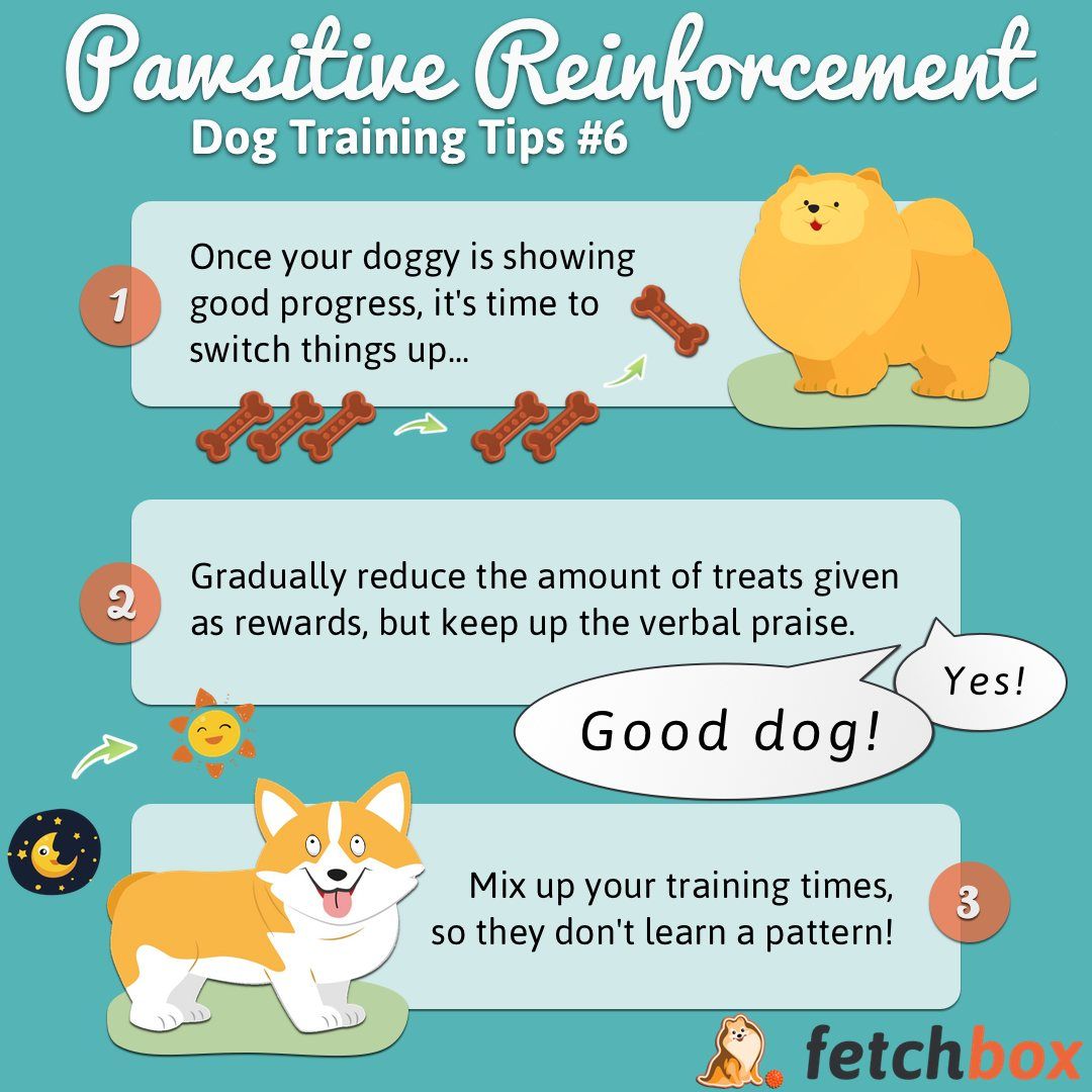 getfetchbox's tweet image. Pawsitive Reinforcement Training Tip #6

🐶 #dogtraining #fetchboxpack #fetchbox #dogsoftwitter #dogs #furbaby #ilovemydog #woof #infographic