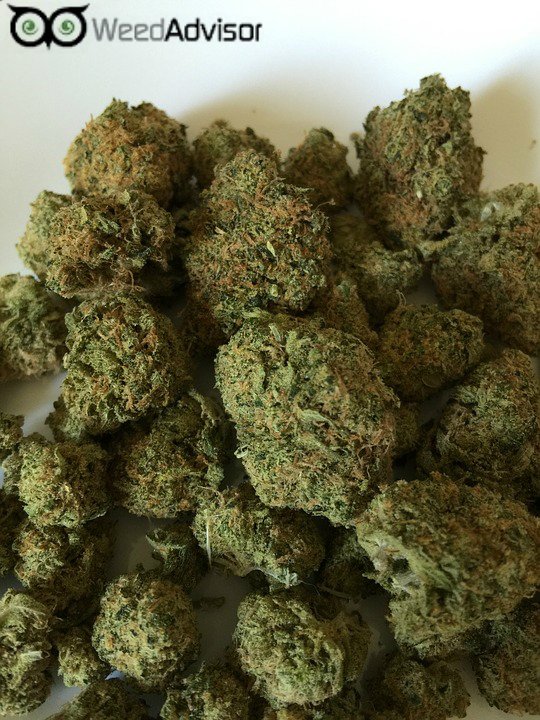 weedadvisor1's tweet photo. #Grape #Stomper - Slightly #sativa-dominant, the effects of this #strain are felt most in the head. 
https://t.co/uaq3He9nsT https://t.co/tah5kyAVGy
