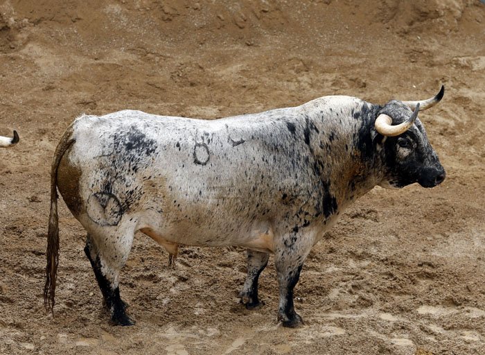 Mundotorocom's tweet photo. #SorteoSevilla 📷FOTOGRAFIAS de los toros de @PRGtoros para @infoCastella @JMManzanares @andresrocarey https://t.co/20JiorLZTP https://t.co/v7vGShmnZl