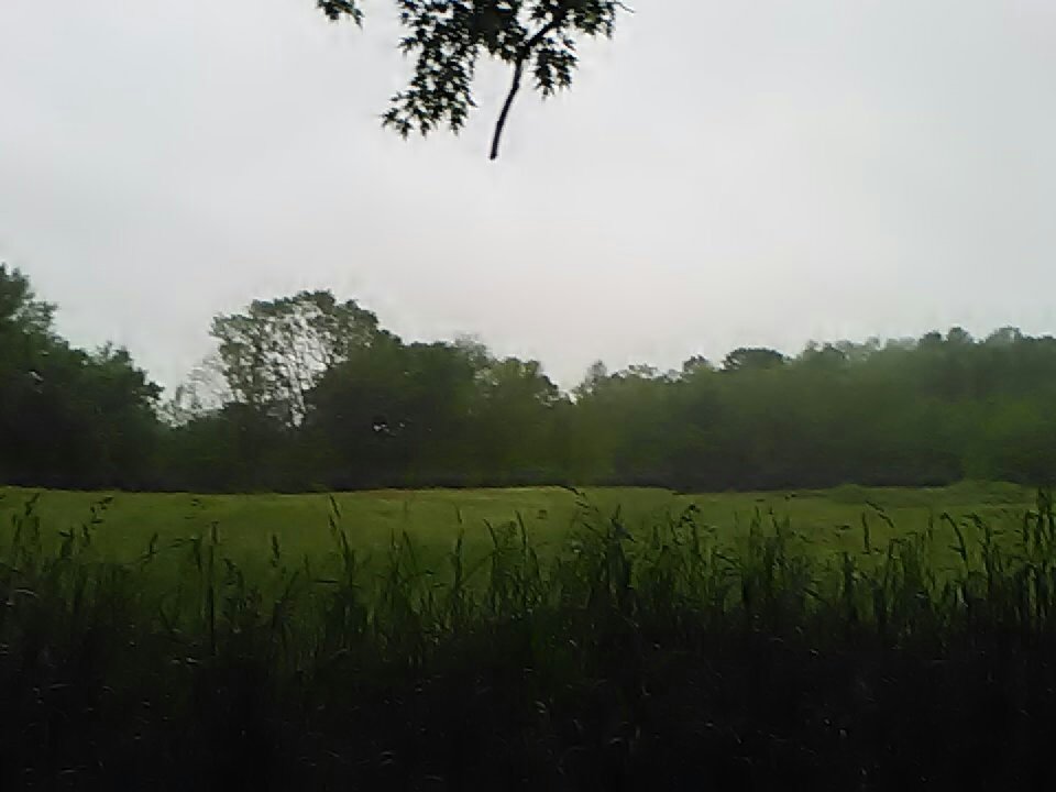 deertard's tweet photo. Well its wet as it gets out here and lots of deer , now I just need some turkeys to show up ! https://t.co/hccy50P7i9