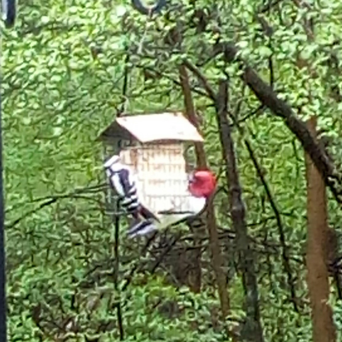 NeoBirder's tweet photo. Pearson Metropark, Packer Hammersmith Center, window on wildlife. Red-headed Woodpecker. #bwiab https://t.co/D06SldbRV7