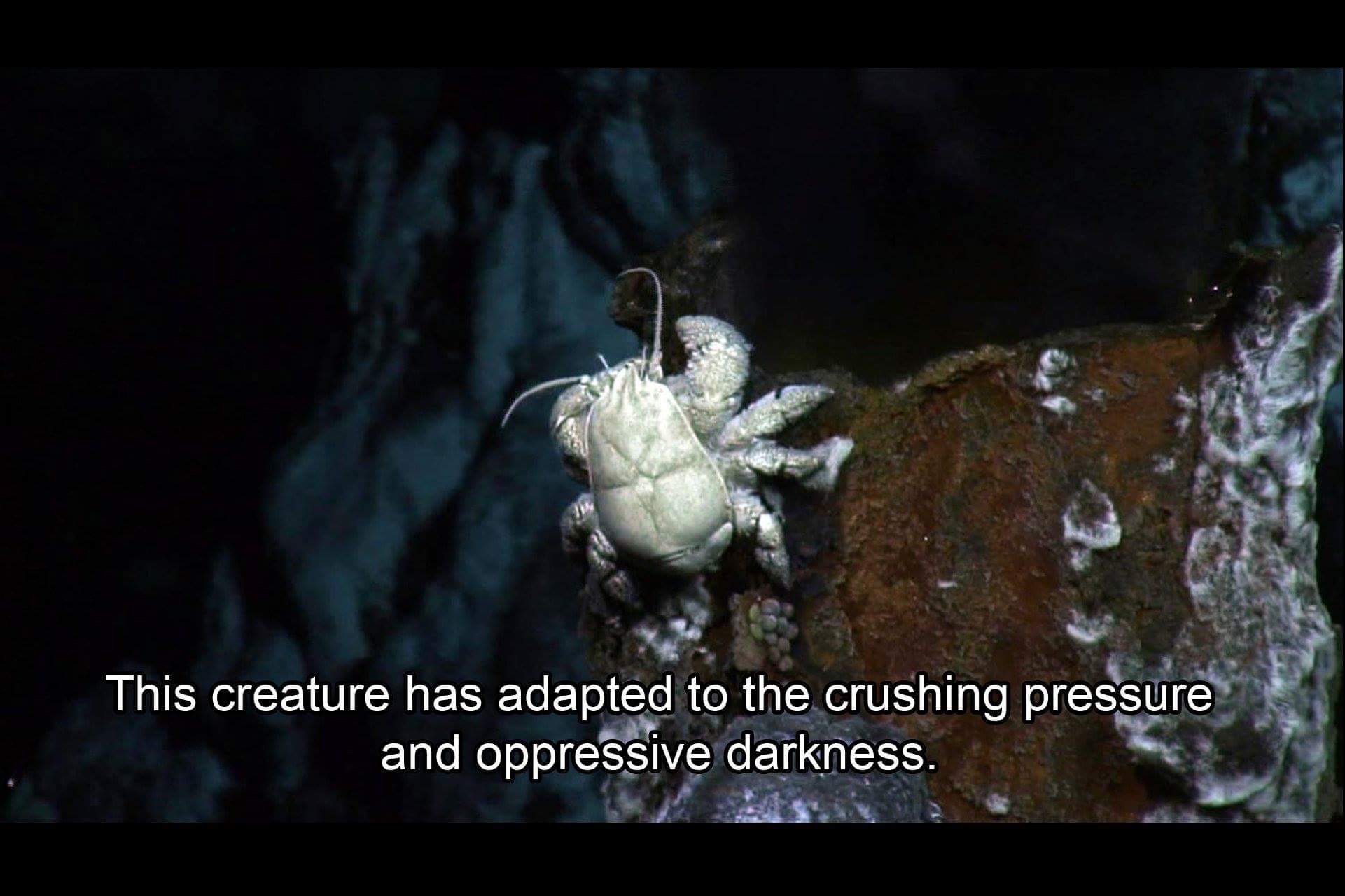 Goth Prom on X: "This creature has adapted to the crushing pressure and oppressive darkness. HAVE YOU?! https://t.co/XNlaI4OAqq" / X