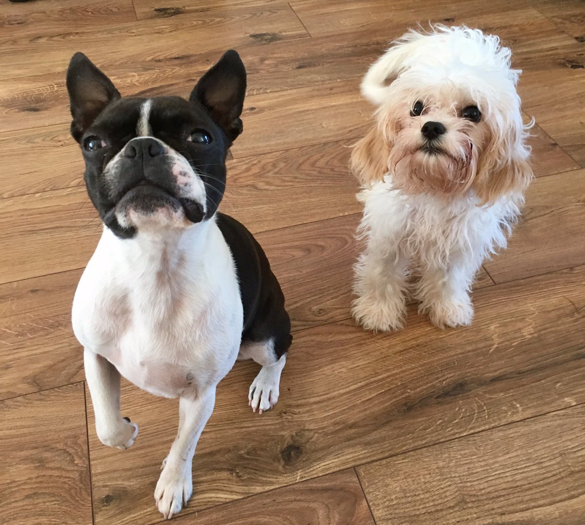 _PreciousPaws's tweet image. Louis' first day at school! Adorable little man. 🐶🐾 #doggydaycare