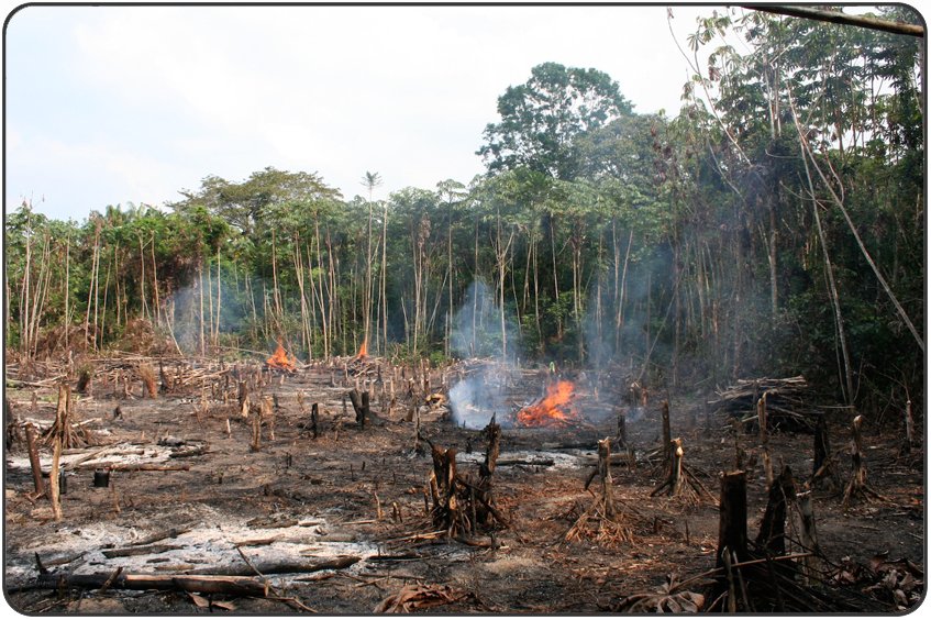 Спас в джунглях. Обезлесение в Индии. Вырубка тропических лесов. Пожары в тропических лесах. Пожары в тропическ х лесах.