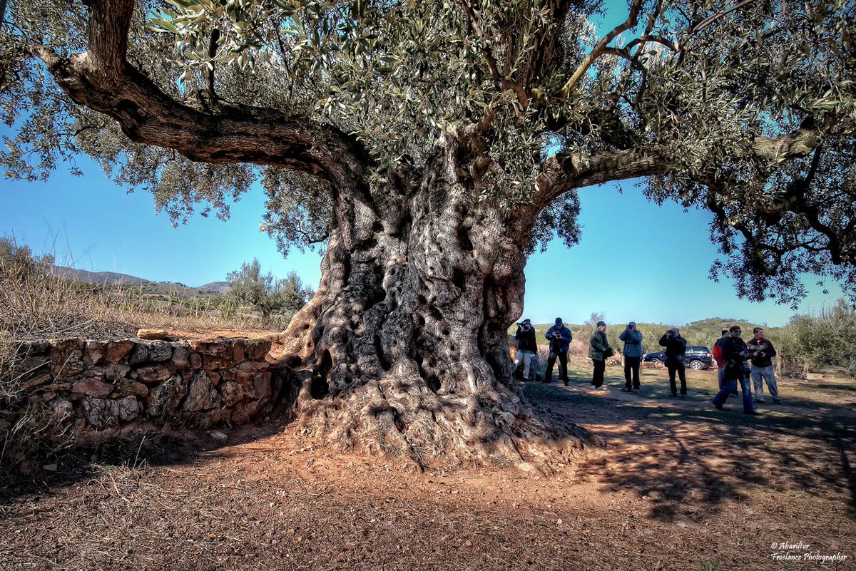 Fotografía: Olivera milenaria La Morruda, Segorbe. Autor, Abariltur
#castellonenruta #naturaleza #cultura  #aventura
#Castellon