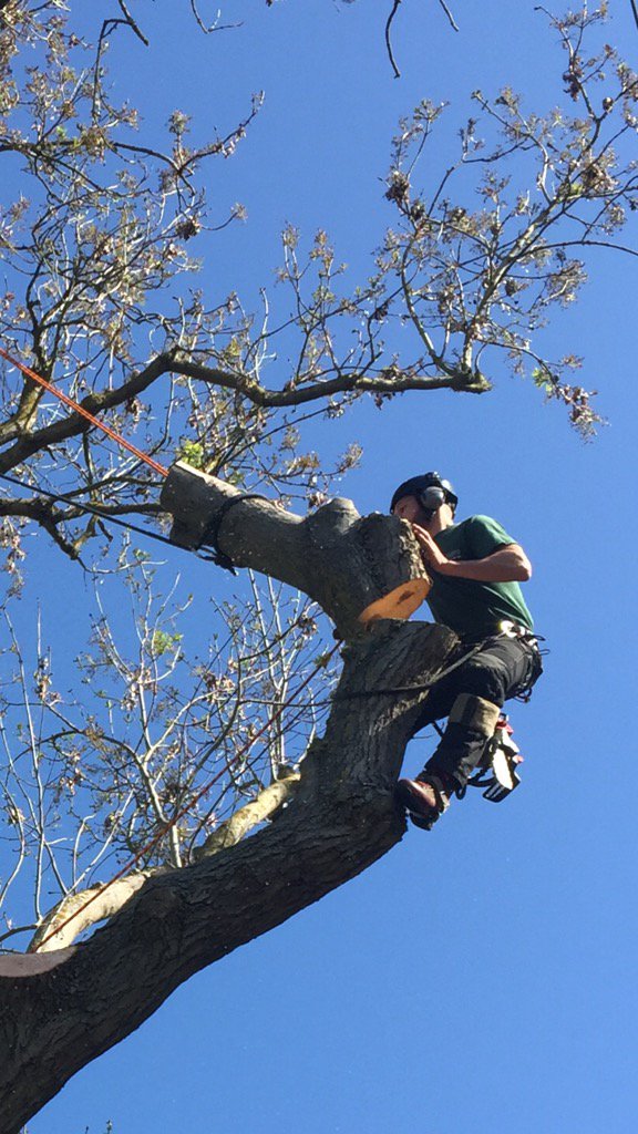 ADMTrees's tweet photo. https://t.co/1OPVoRSPNp